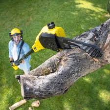Reliable Campbellsburg, KY Tree Care Solutions