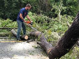 Best Tree Health Inspection  in Campbellsburg, KY