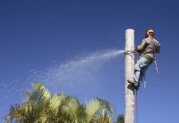 Best Tree Risk Assessment  in Campbellsburg, KY