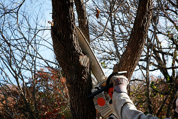 Best Aeration Services  in Campbellsburg, KY